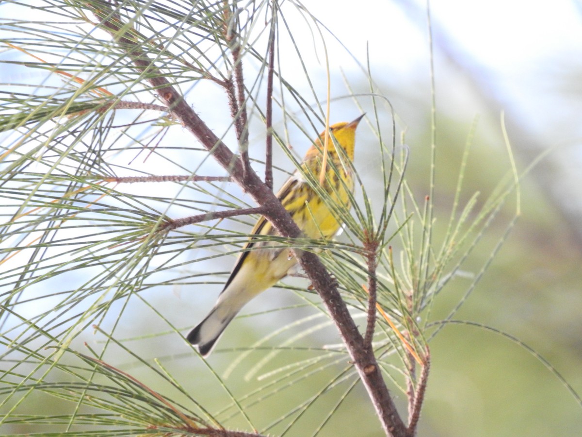 Cape May Warbler - ML369481241