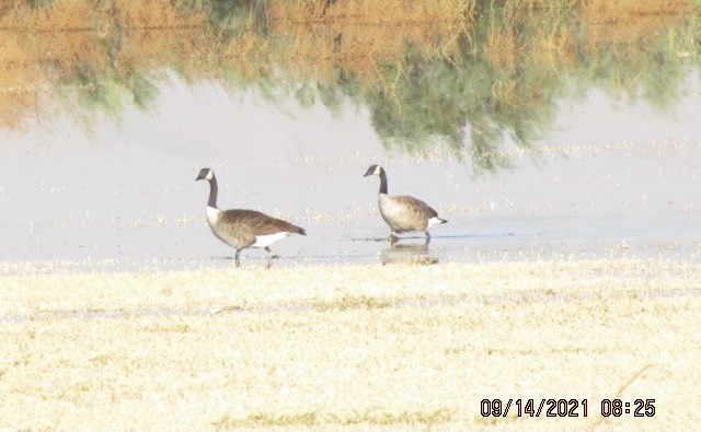 Canada Goose - ML369481281