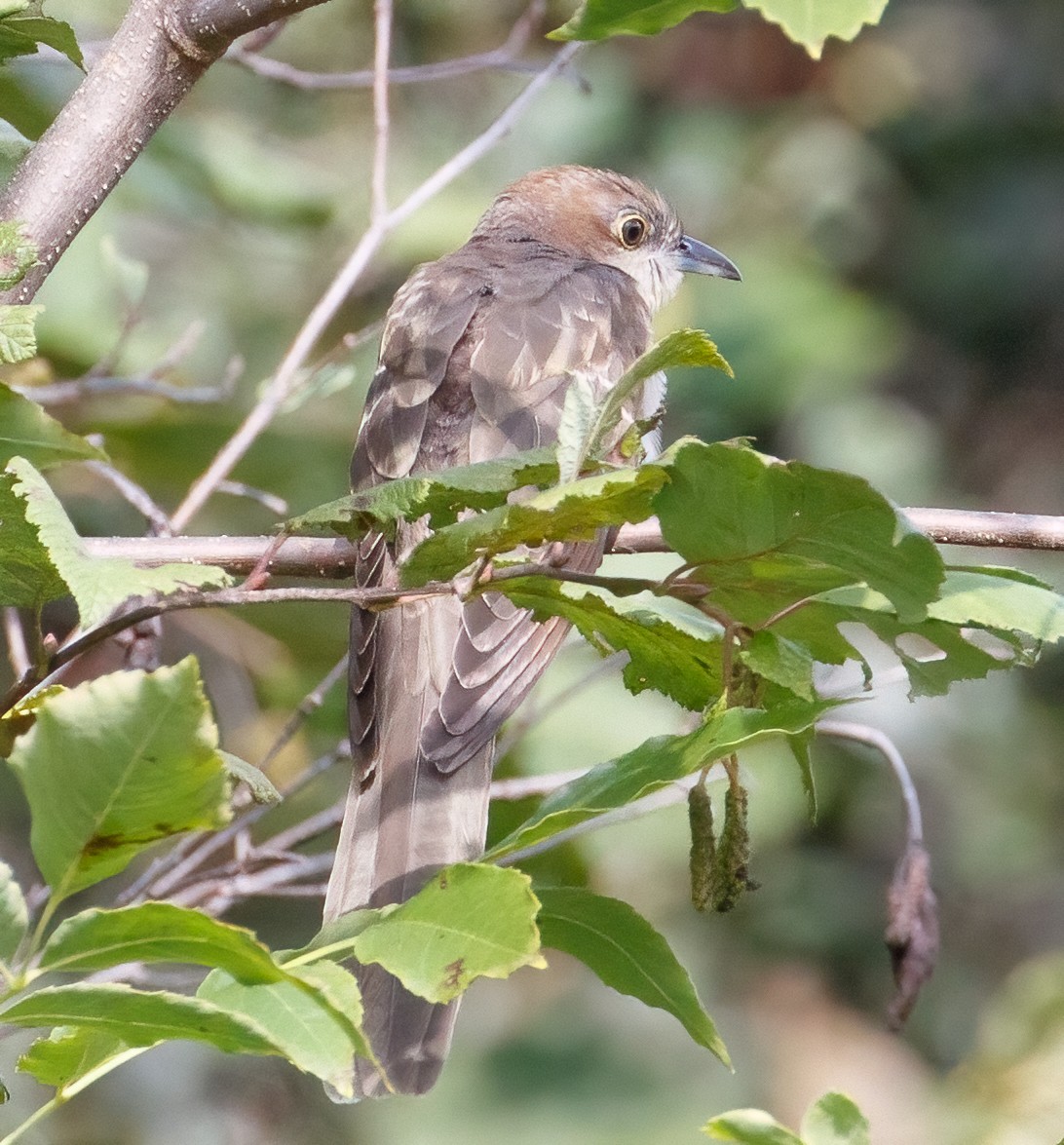 Black-billed Cuckoo - ML369483331