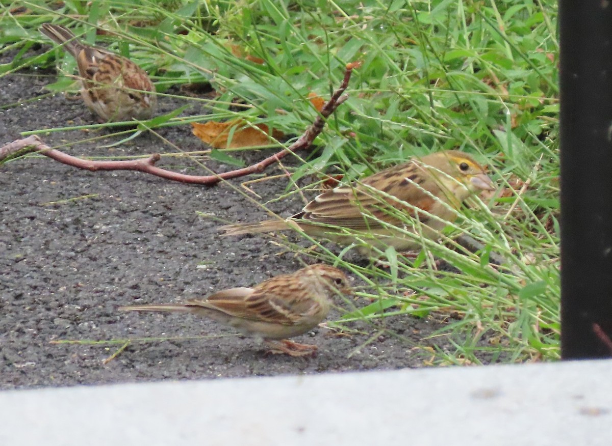 Dickcissel - Daisy Paul