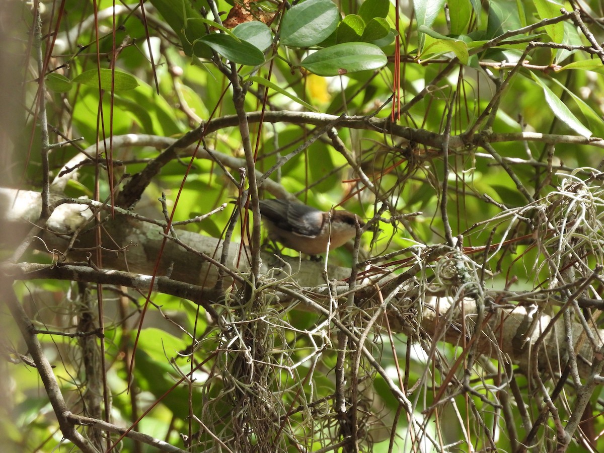 Brown-headed Nuthatch - ML369484371