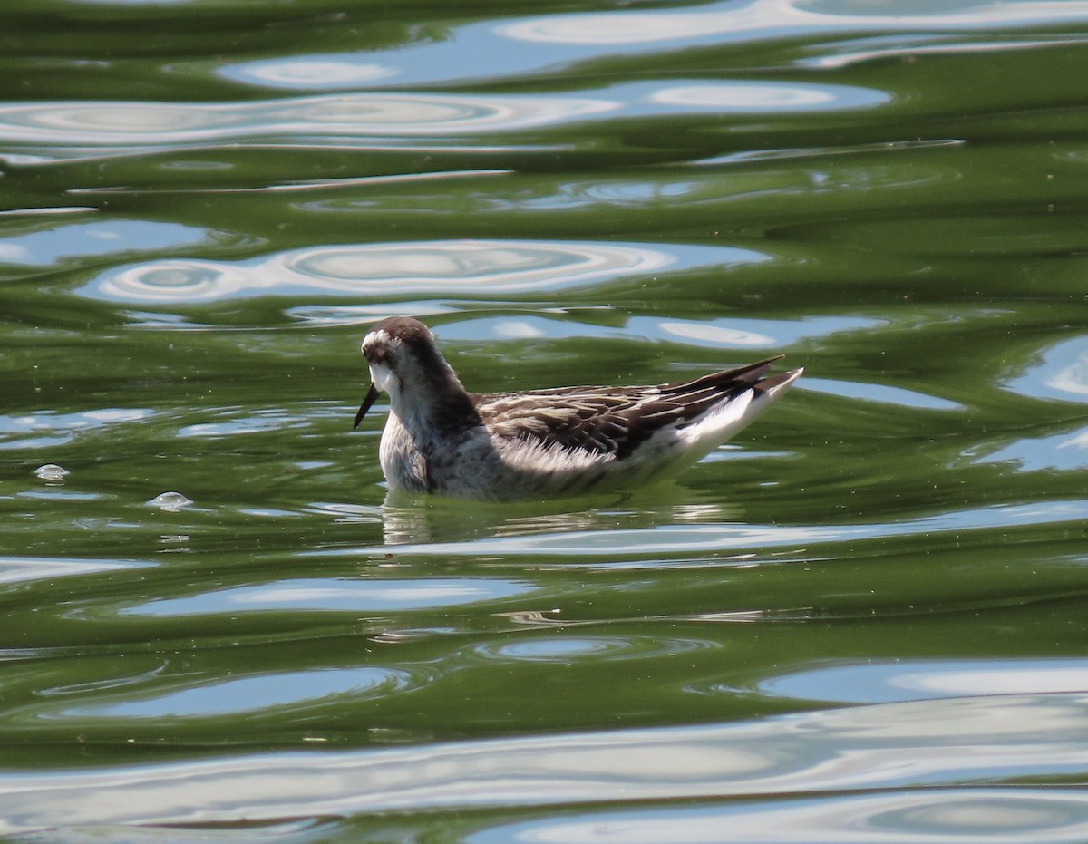 svømmesnipe - ML369484381