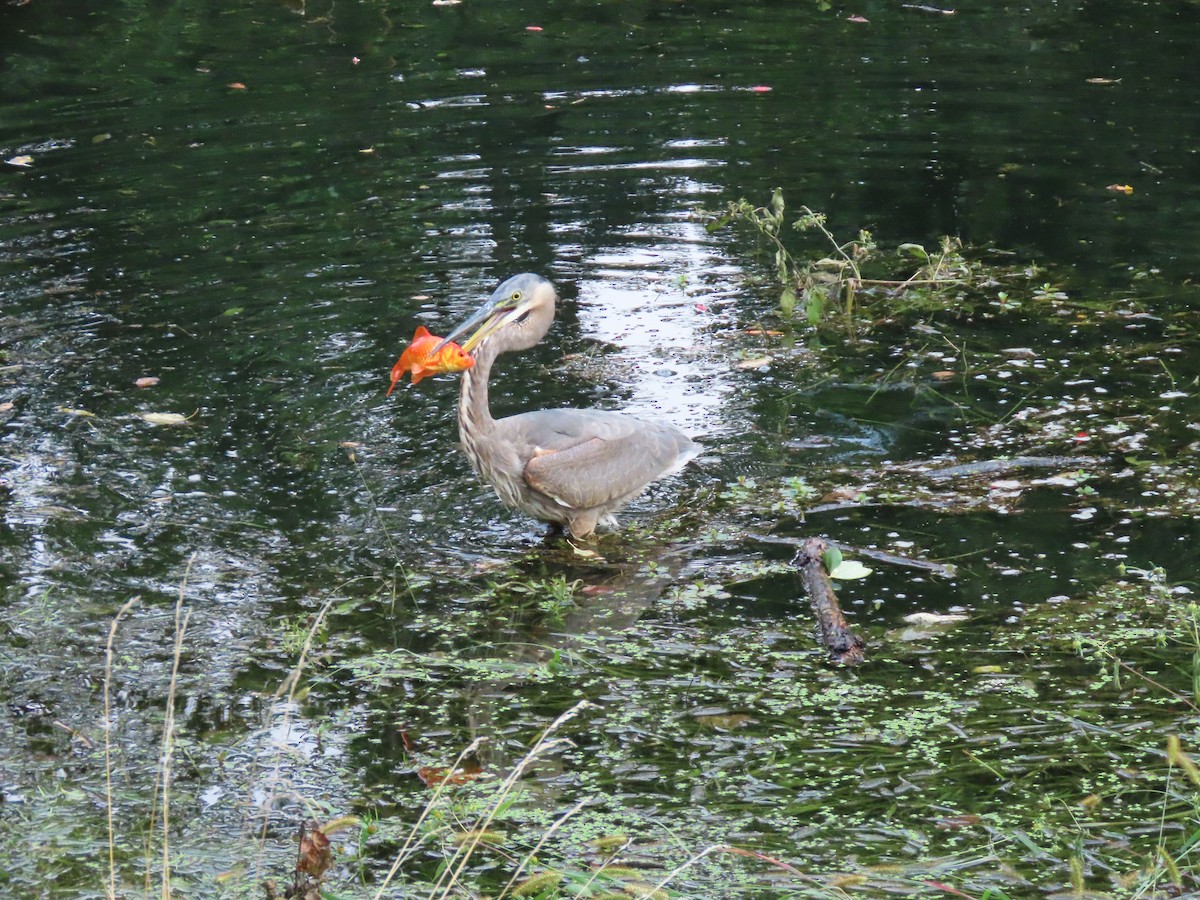 Great Blue Heron - ML369484621