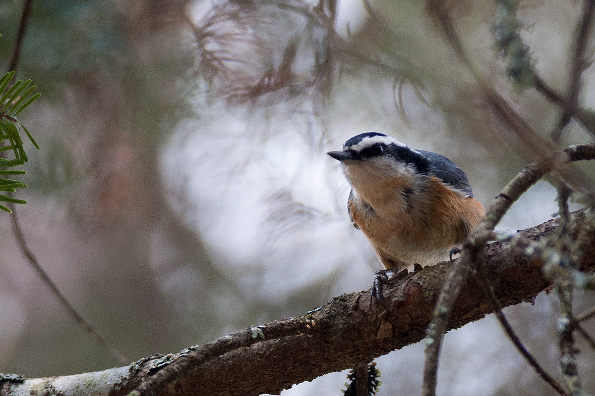 Red-breasted Nuthatch - ML36948481