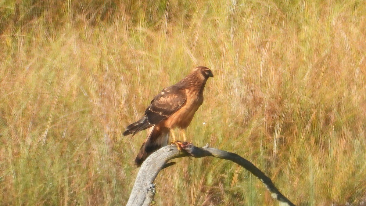 Northern Harrier - ML369484941