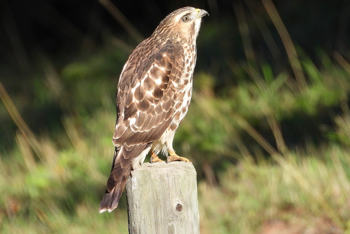 Broad-winged Hawk - ML369485001