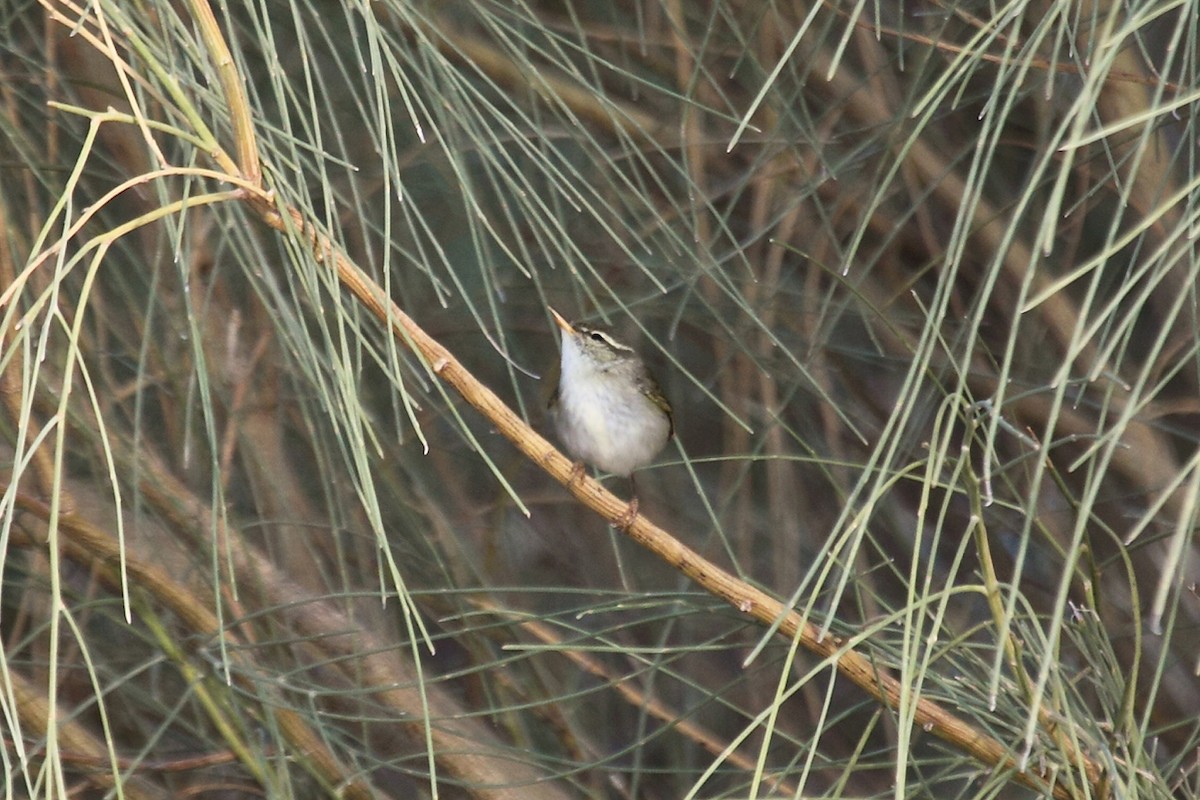 Arctic Warbler - ML36948501