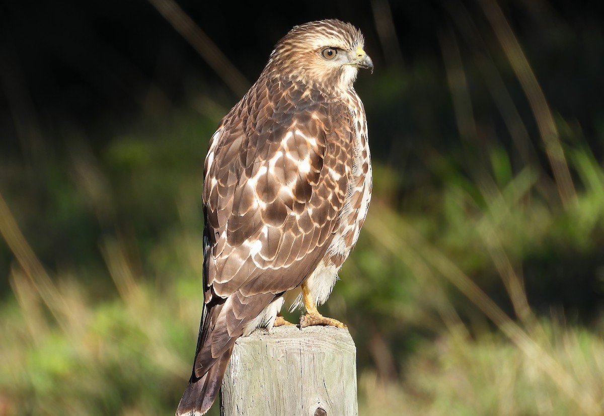 Broad-winged Hawk - ML369485011