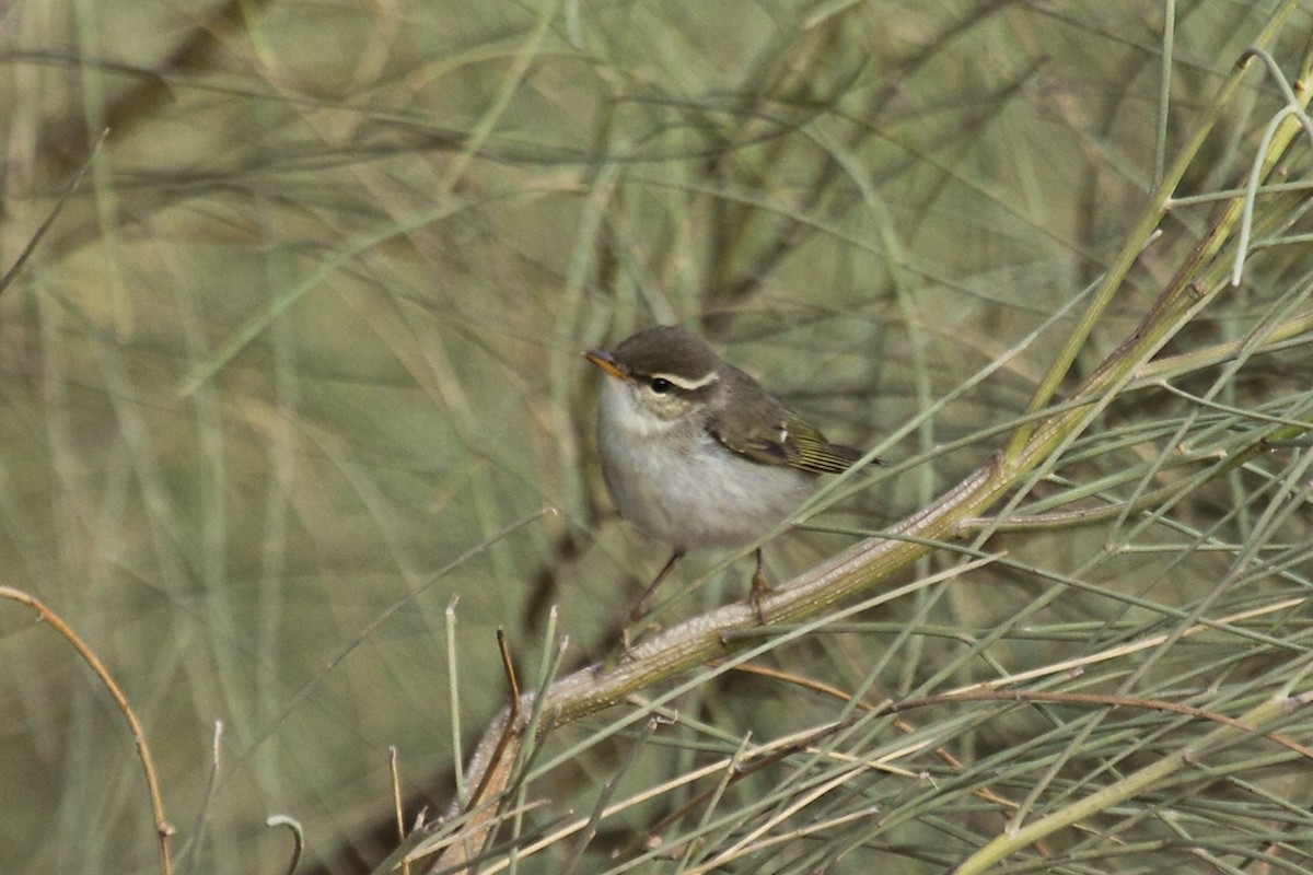 Arctic Warbler - ML36948511