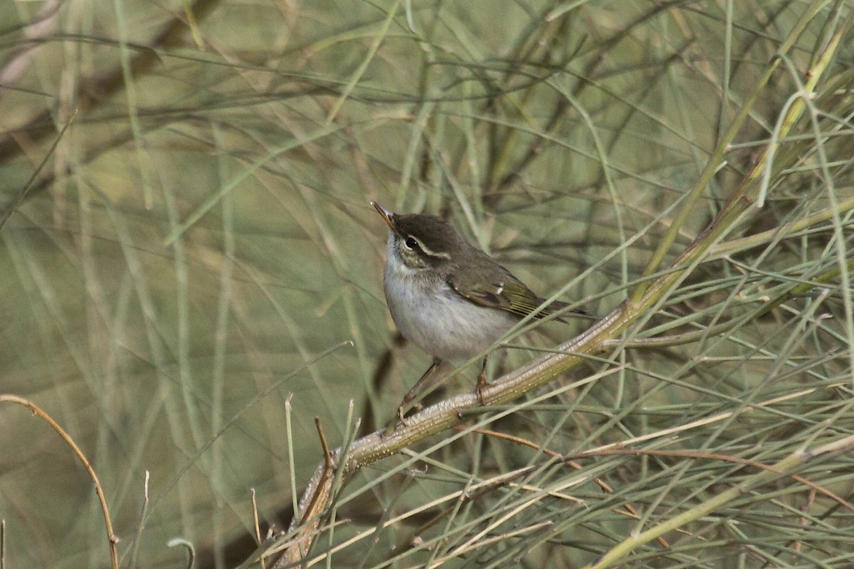 Arctic Warbler - António Gonçalves