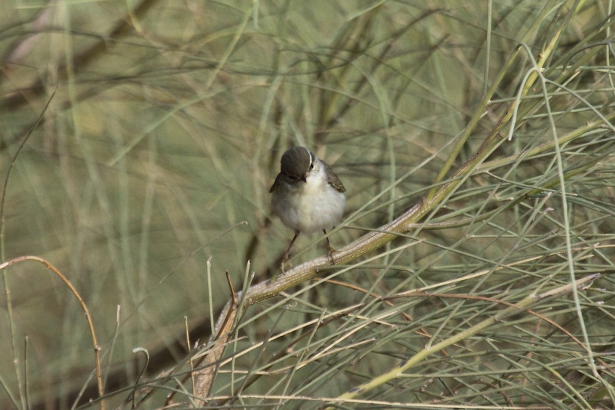 Arctic Warbler - António Gonçalves