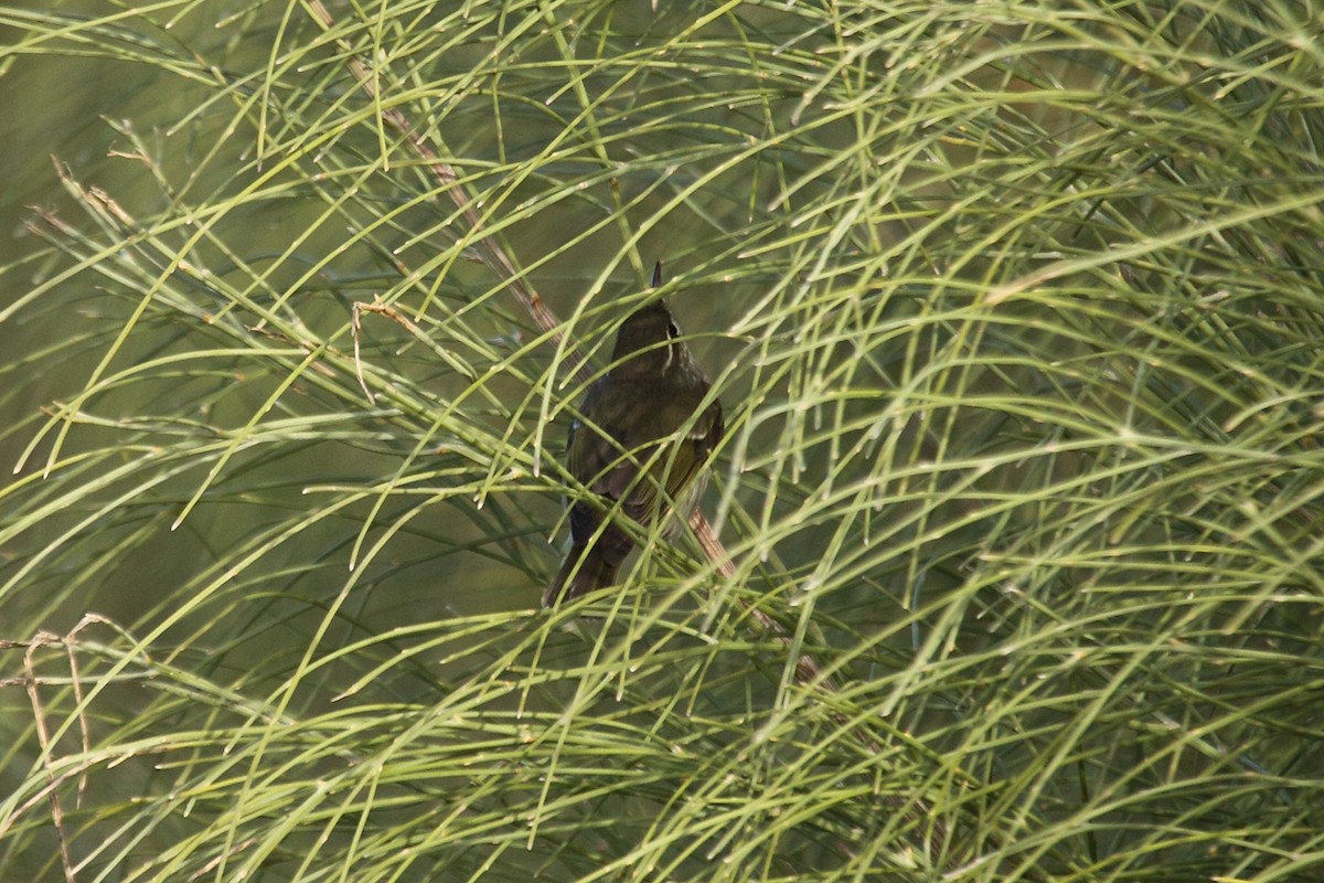 Arctic Warbler - ML36948551