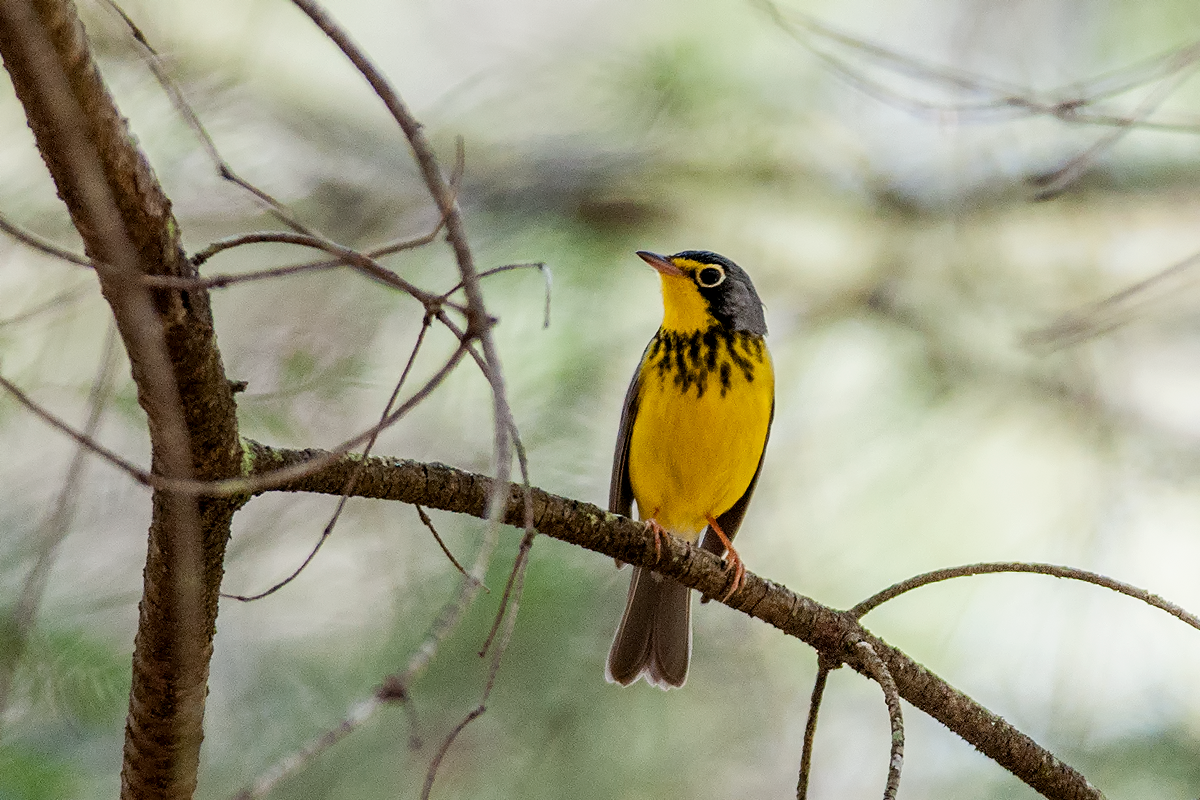 Canada Warbler - ML36948591