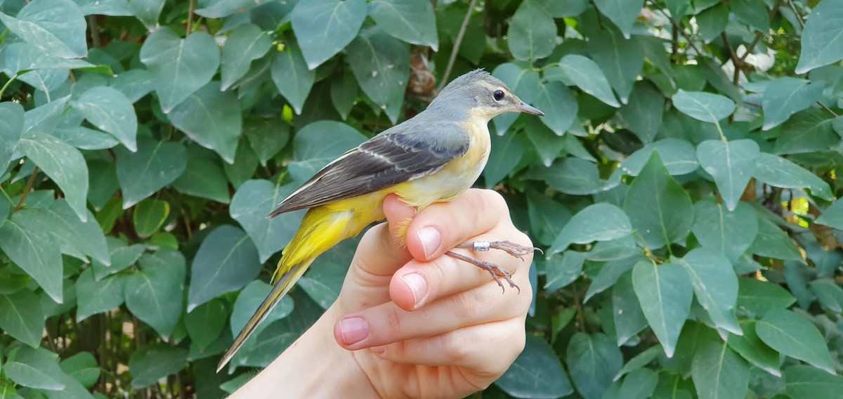 Gray Wagtail - ML369488261