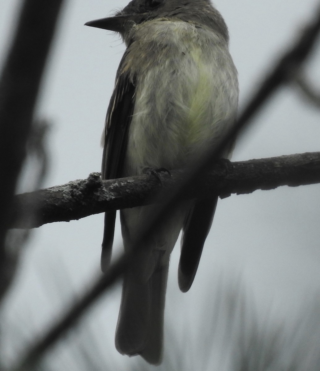 Eastern Wood-Pewee - ML369489911