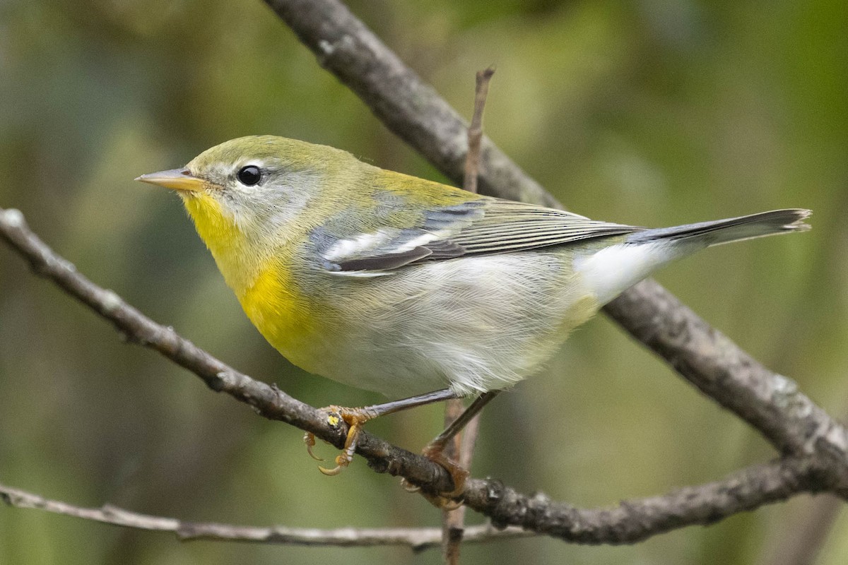 Northern Parula - ML369490091