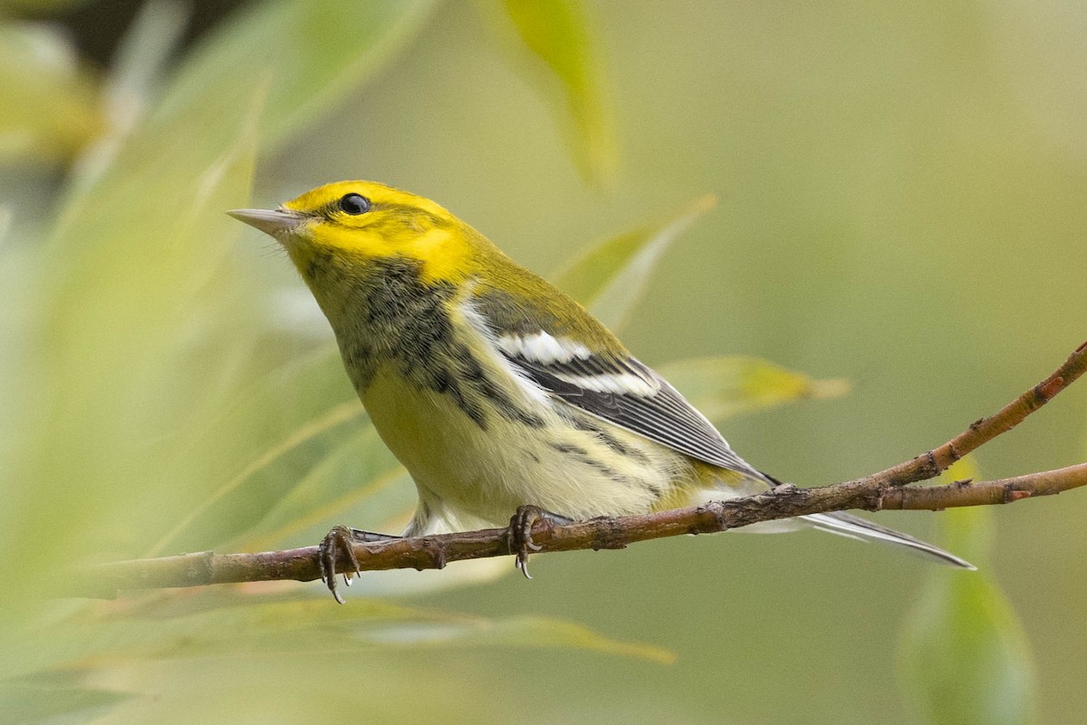 Black-throated Green Warbler - ML369490121