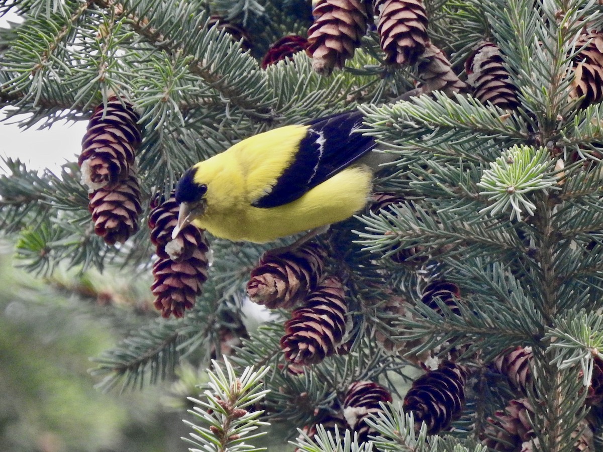 American Goldfinch - ML369490191