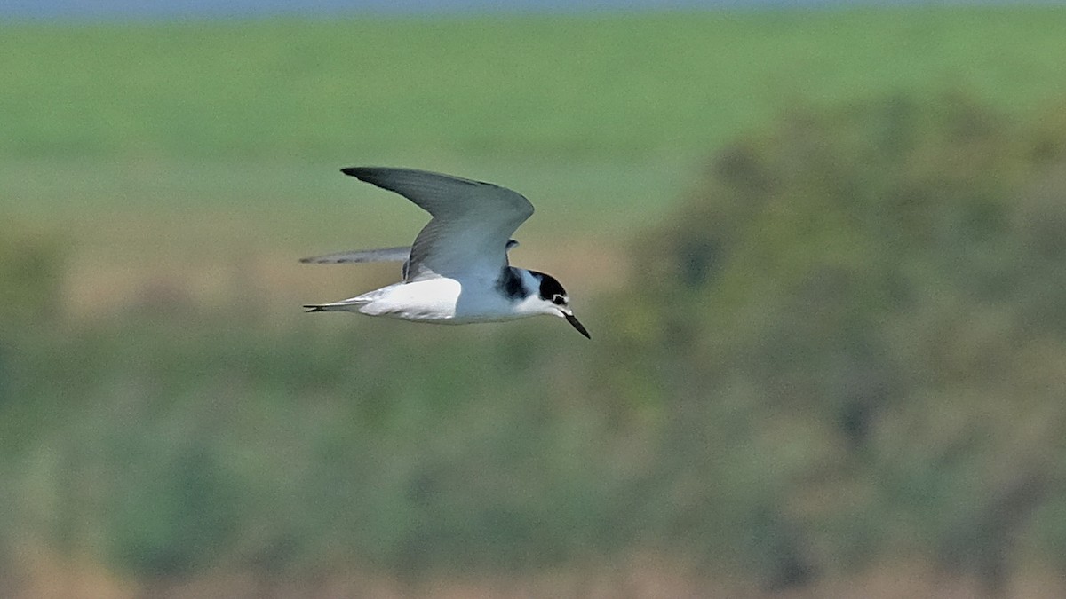 Black Tern - ML369490781