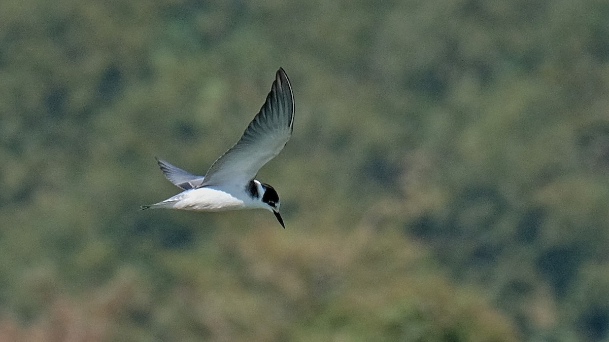 Black Tern - Pavel Kunetek