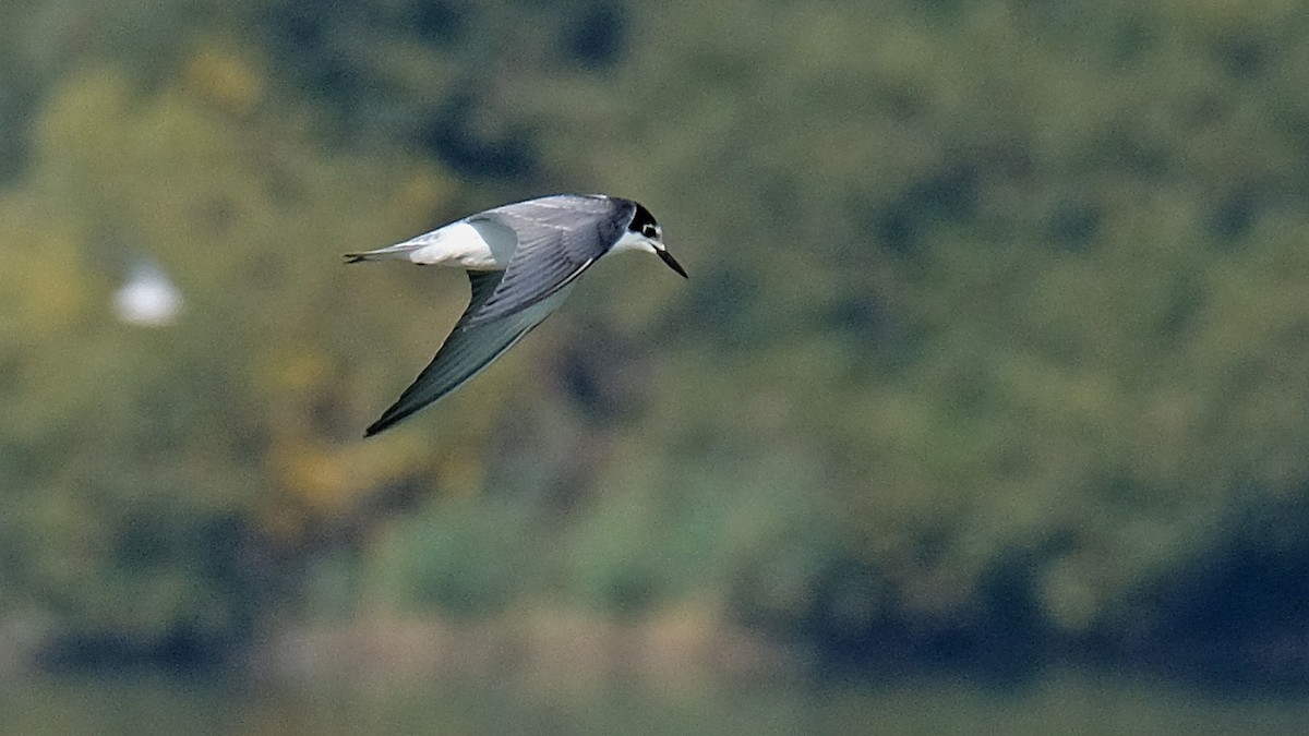 Black Tern - Pavel Kunetek