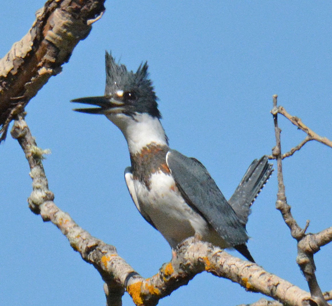 Belted Kingfisher - ML369492561