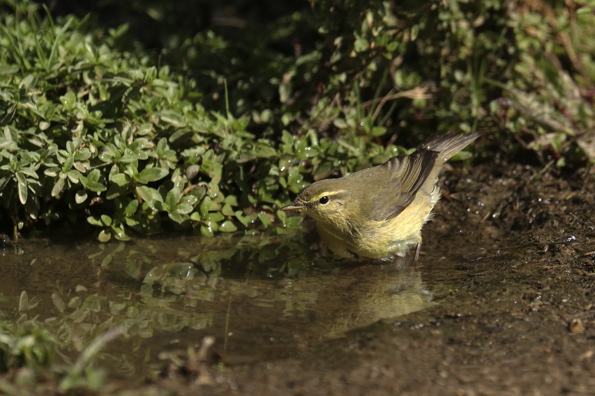 Willow Warbler - Francisco Barroqueiro