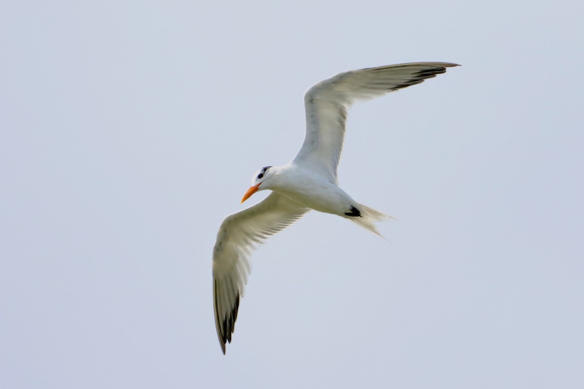 Royal Tern - ML369495361