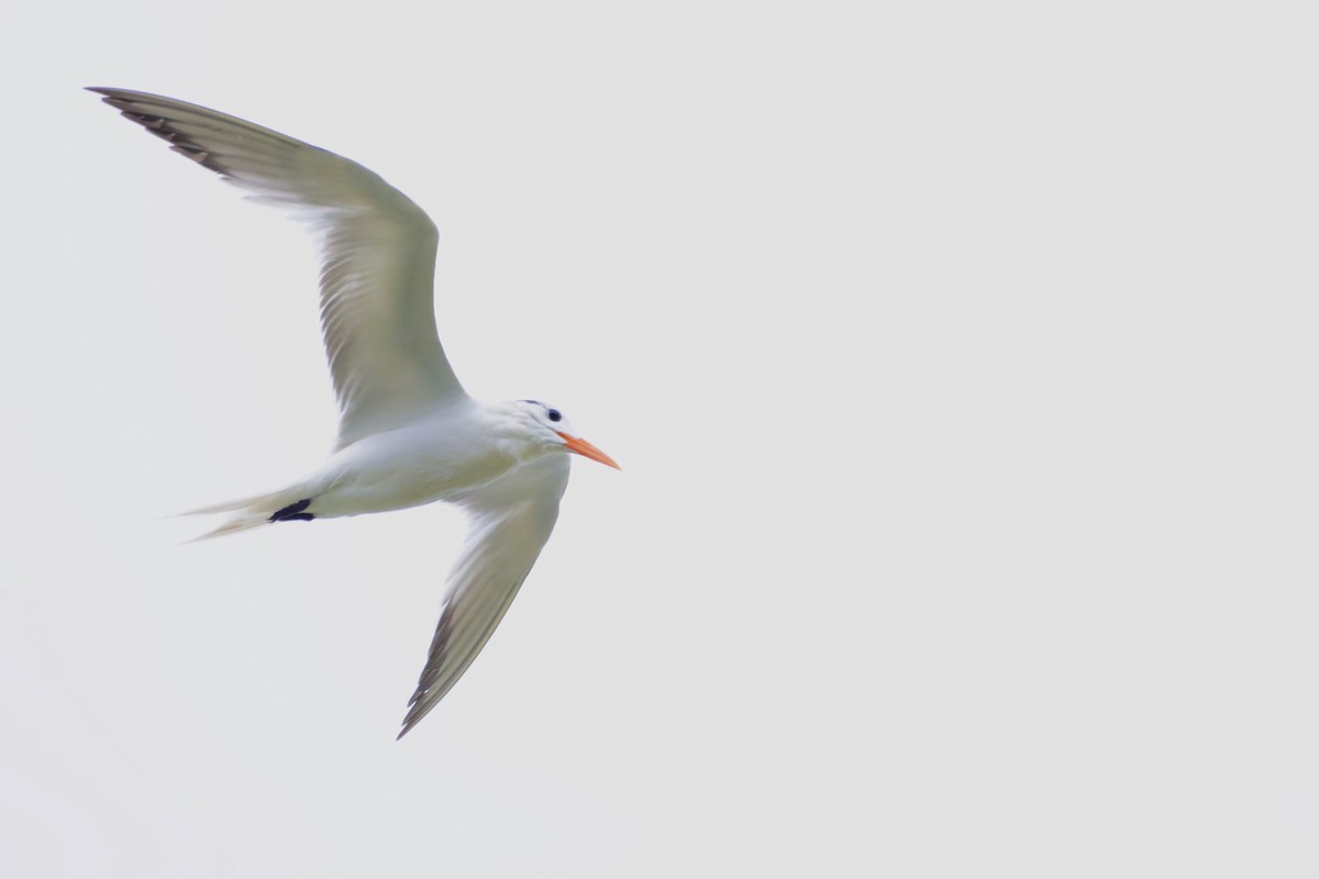 Royal Tern - ML369495381