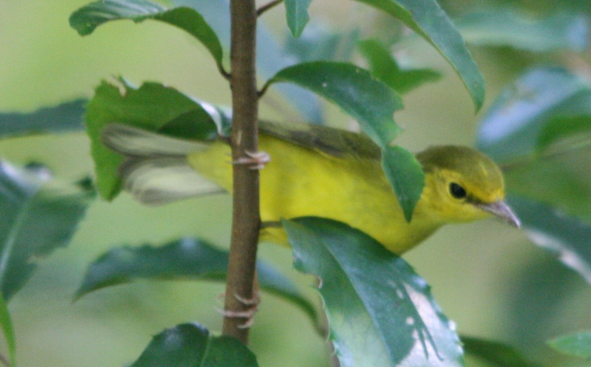 Hooded Warbler - ML369495471