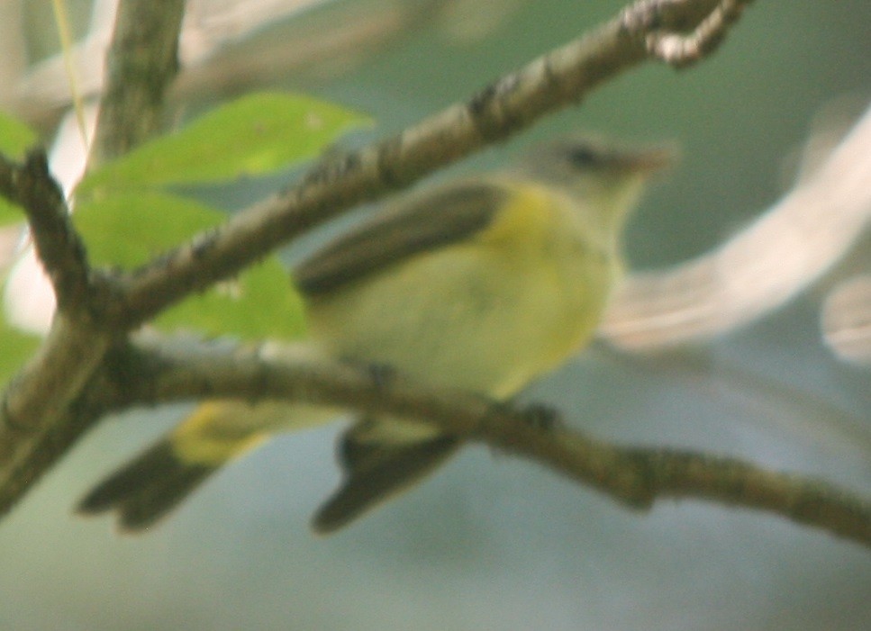 American Redstart - ML369495561