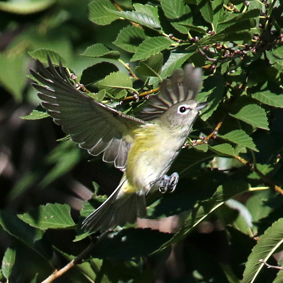 Cassin's Vireo - ML369497031