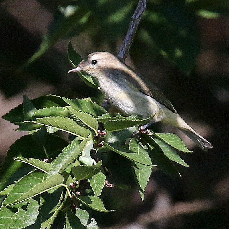 Warbling Vireo - ML369497091