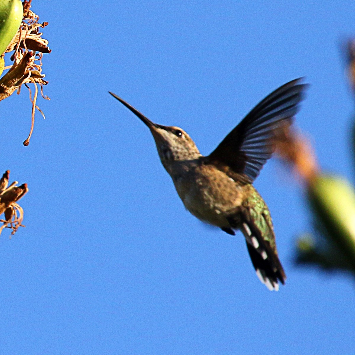 Black-chinned Hummingbird - ML369497291