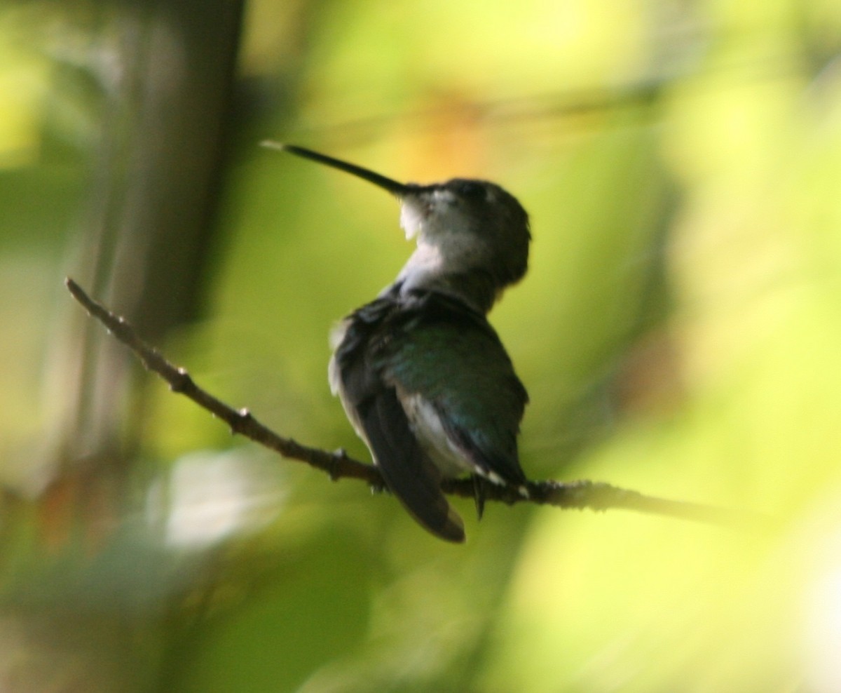 Ruby-throated Hummingbird - ML369497461