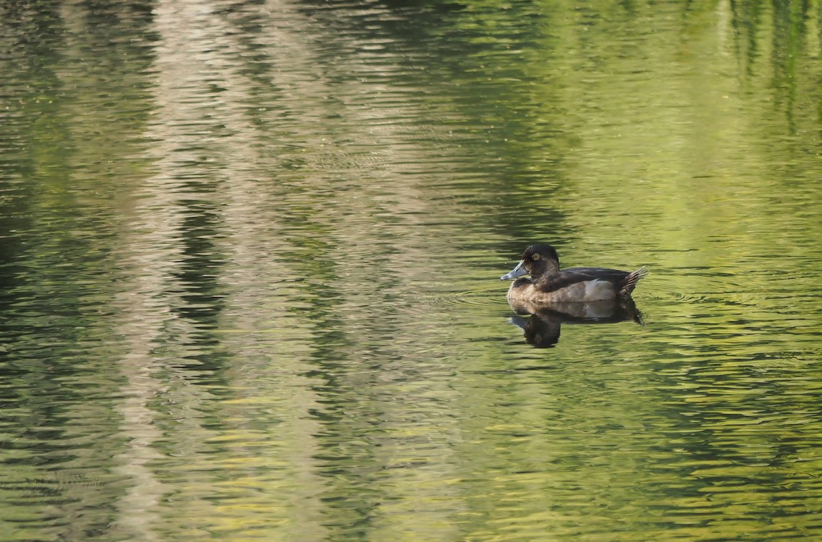Ring-necked Duck - André Dionne