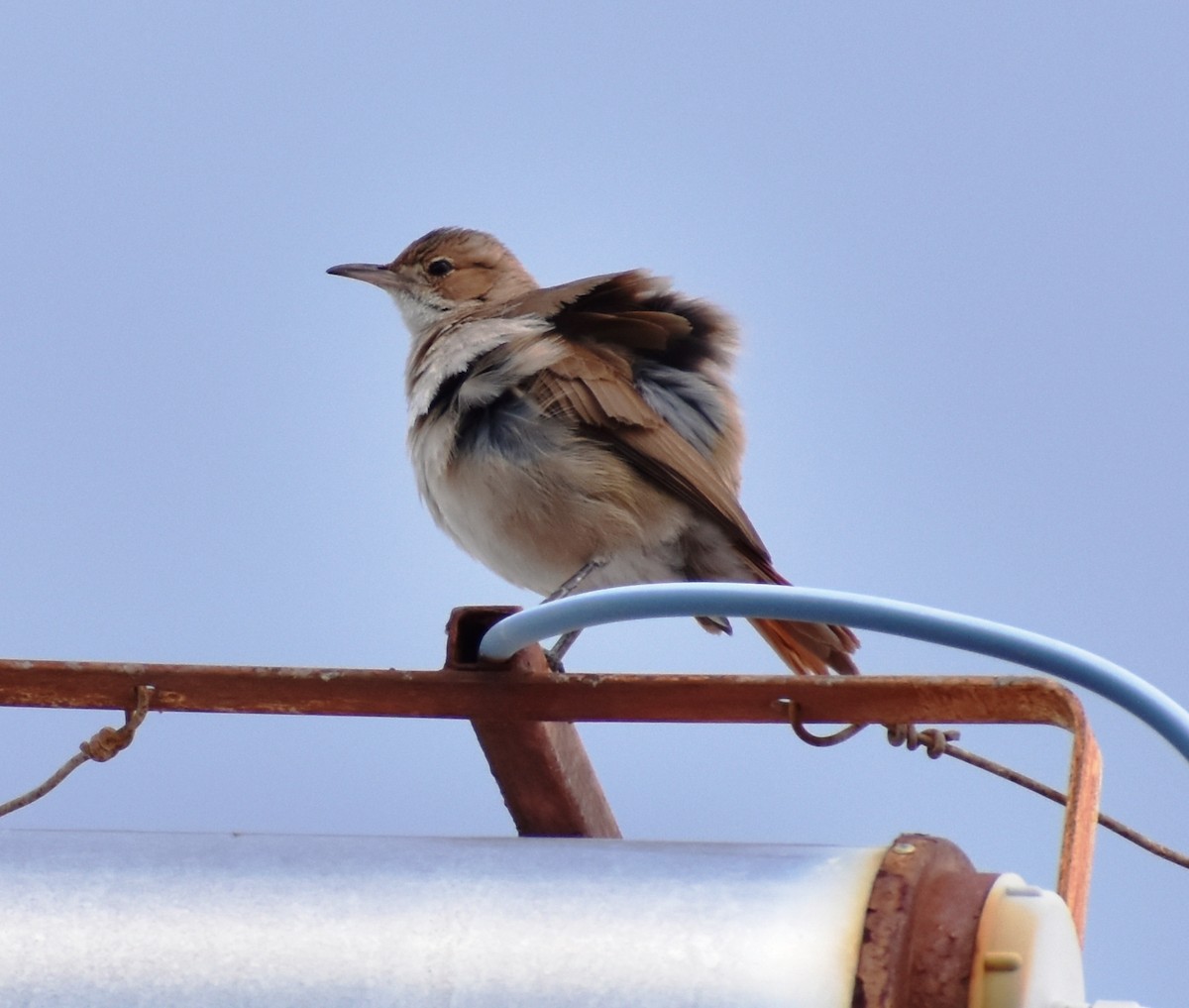 Rufous Hornero - ML369500631