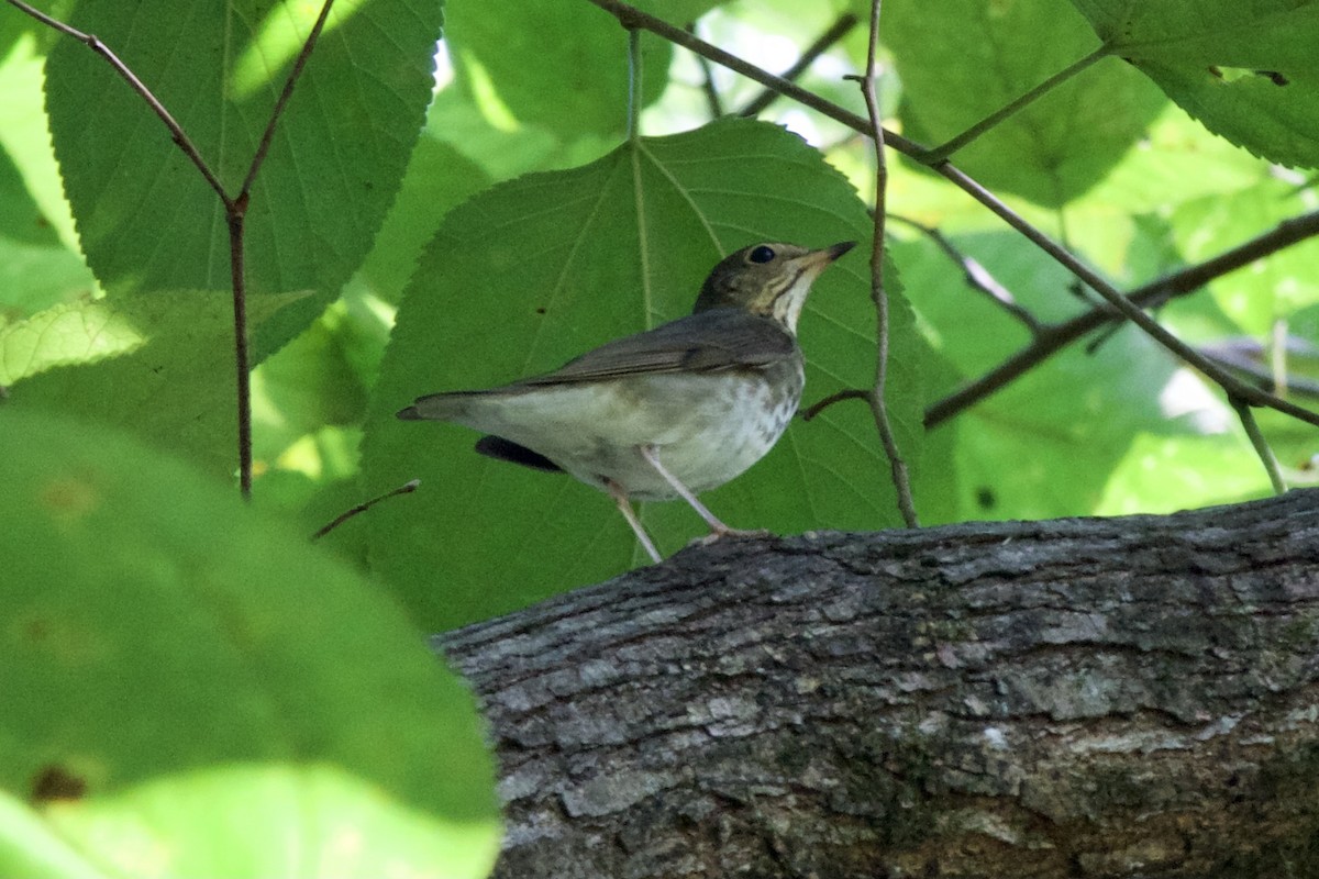 Swainson's Thrush - ML369500911