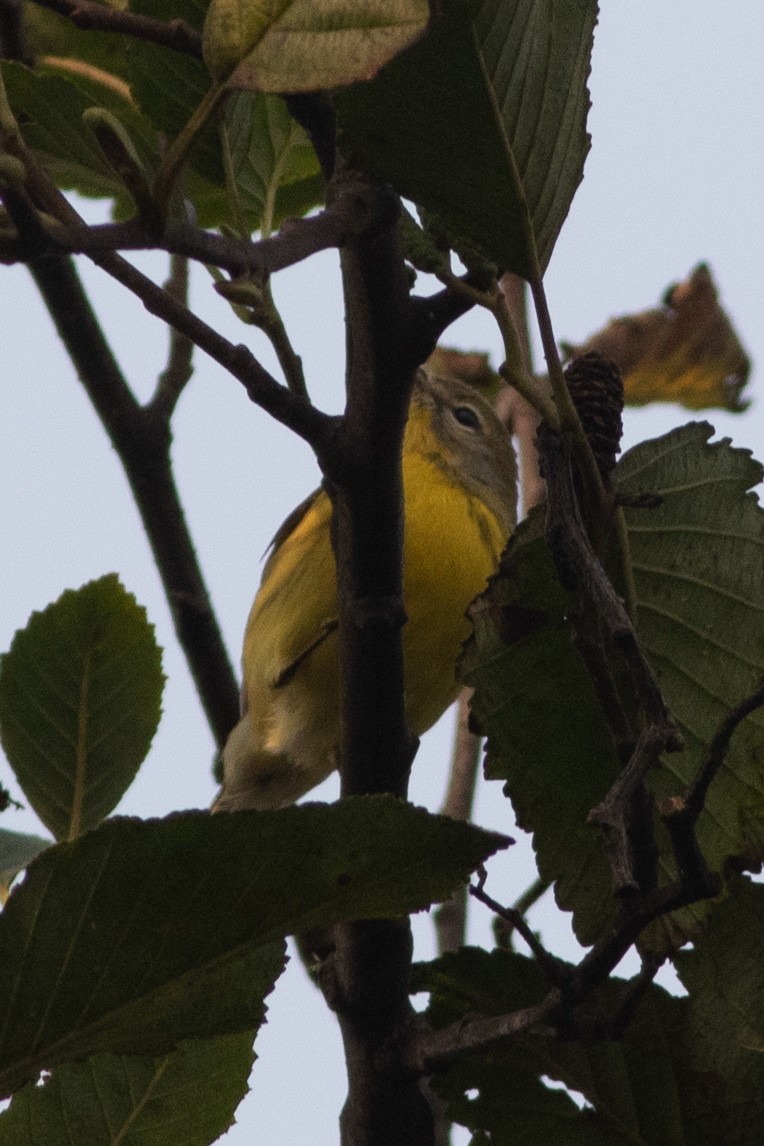 Prairie Warbler - ML369502831