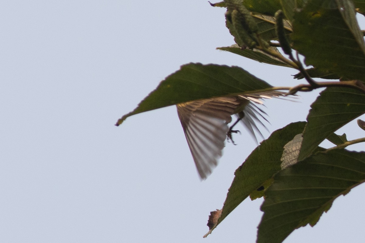 Prairie Warbler - ML369502851