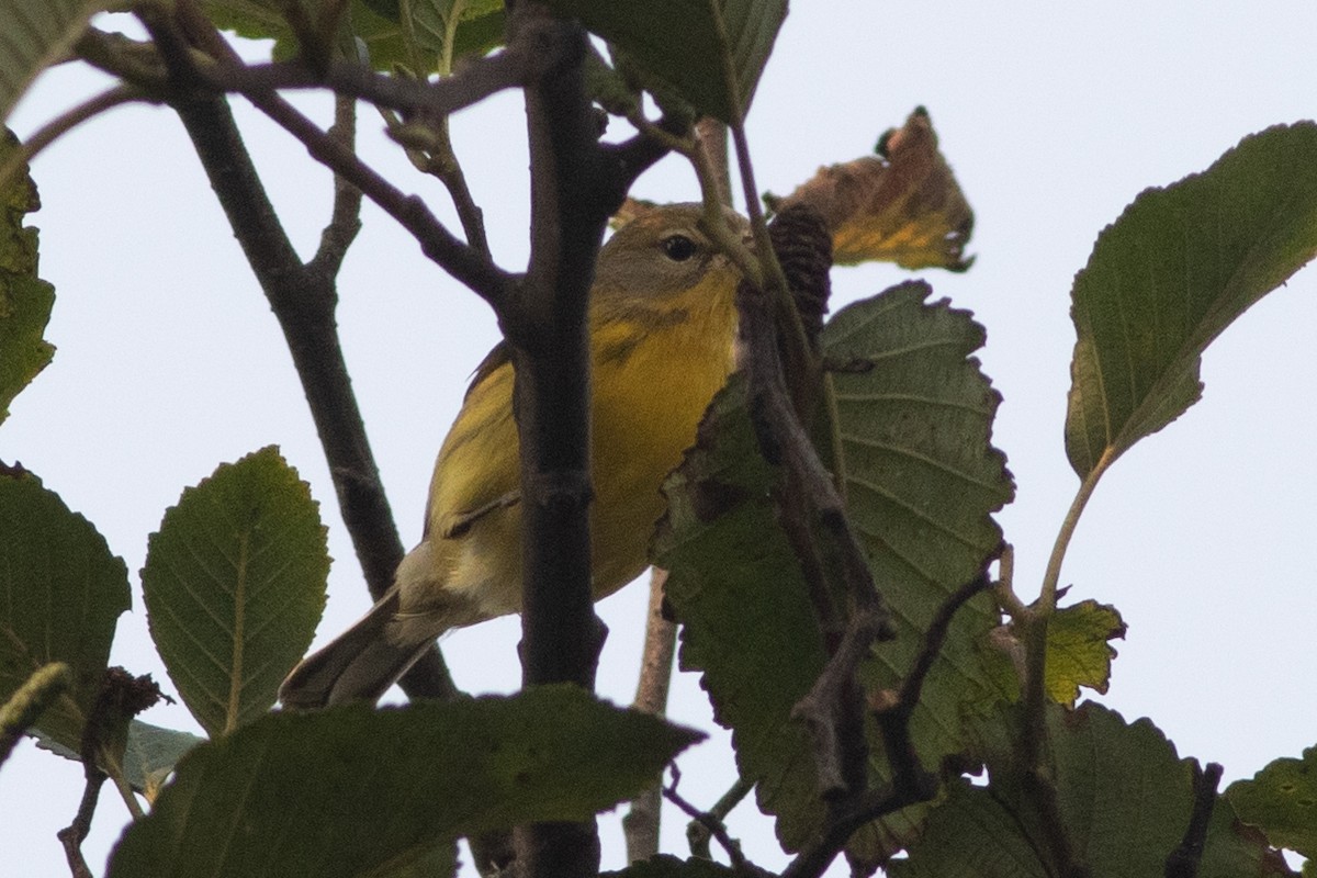 Prairie Warbler - ML369502861