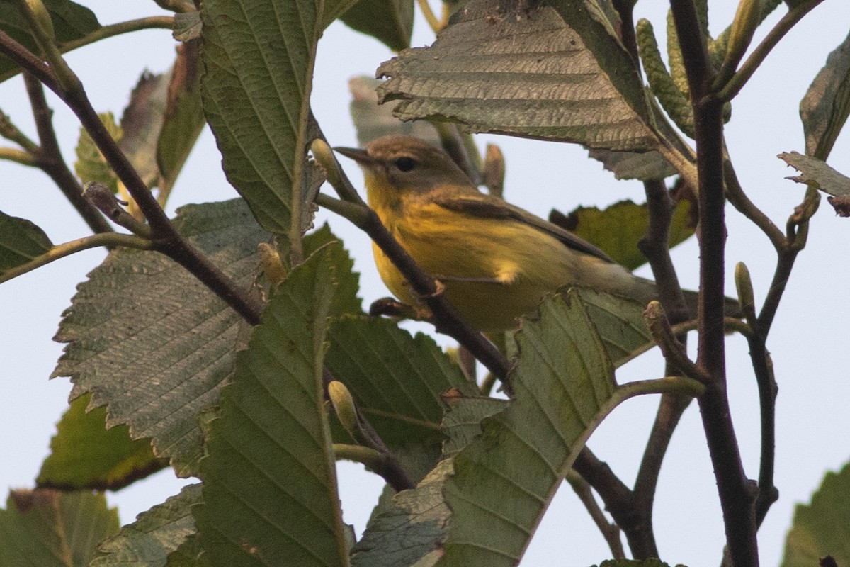 Prairie Warbler - ML369502901