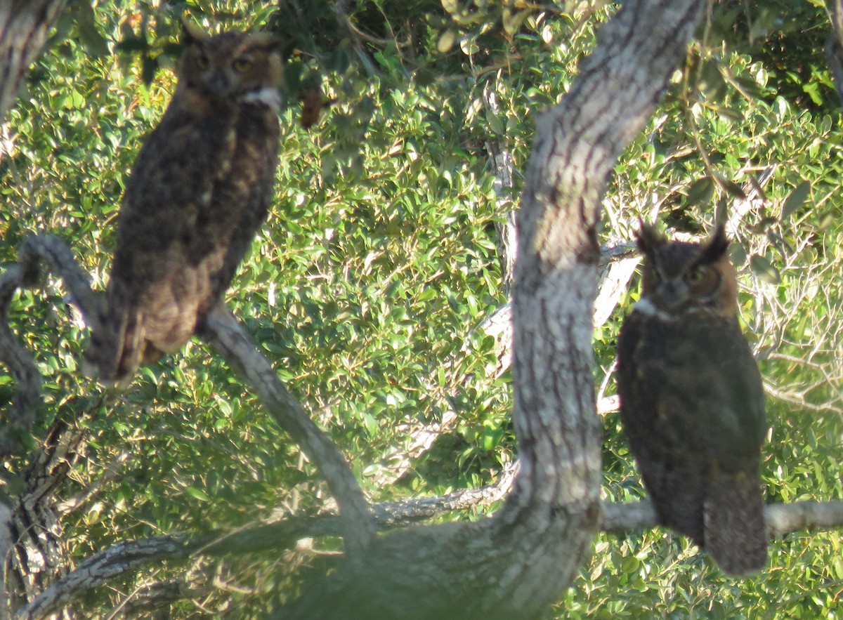 Great Horned Owl - ML369503341