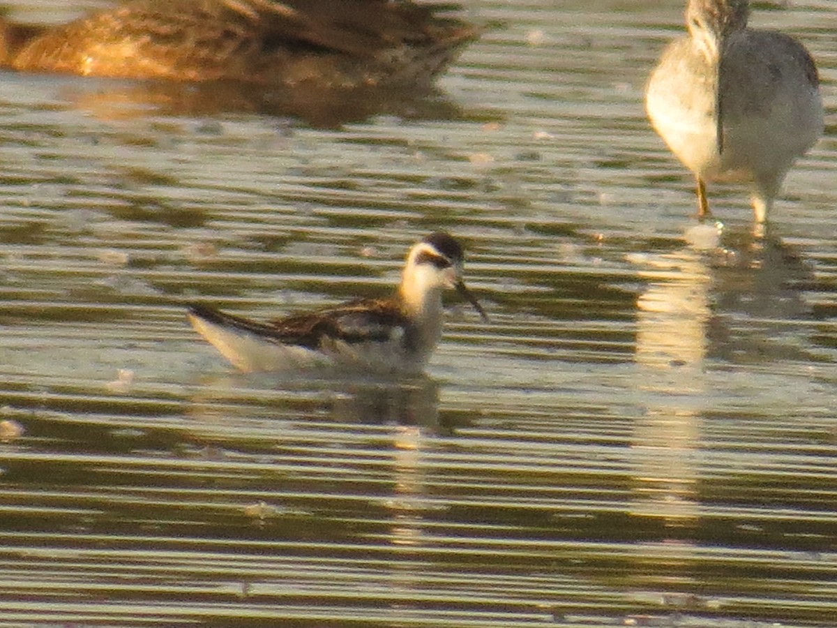 Red-necked Phalarope - ML369504321