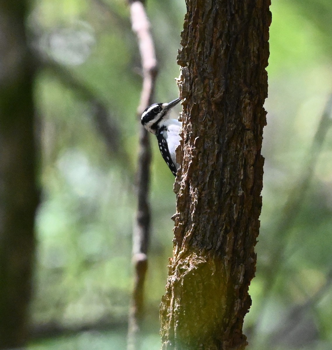 Hairy Woodpecker - ML369504381