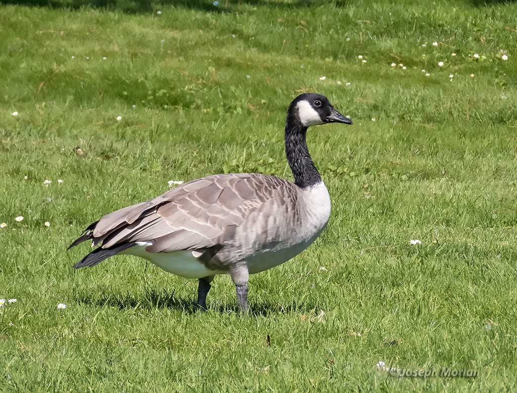 Canada Goose - ML369505081