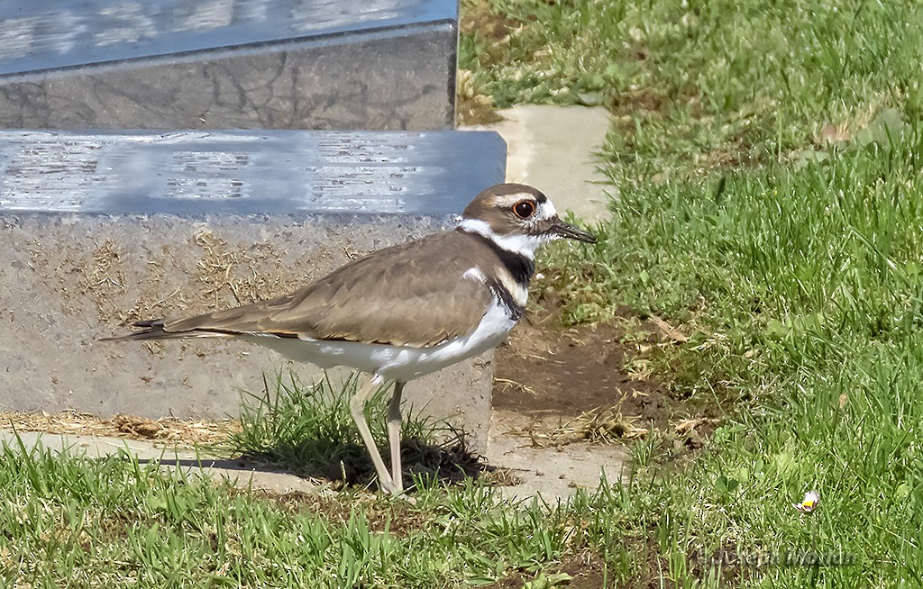 Killdeer - ML369505091