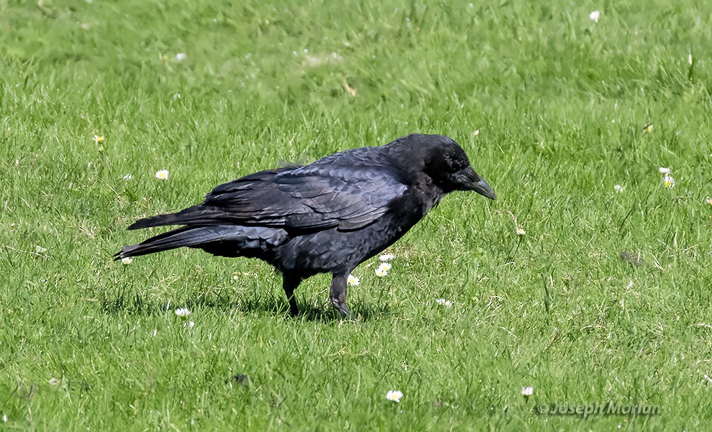 American Crow - ML369505111