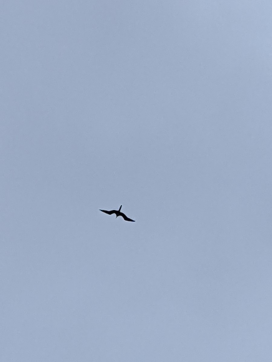 Magnificent Frigatebird - ML369505121