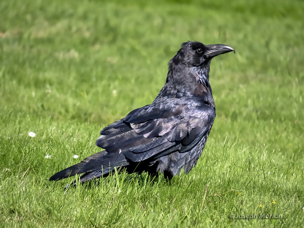 Common Raven - ML369505151